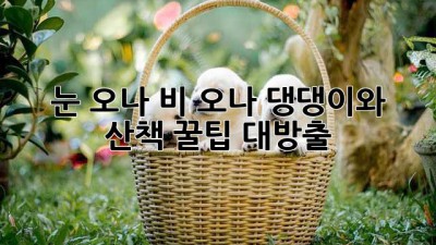 눈 오나 비 오나! 댕댕이와 산책 꿀팁 대방출🐶🐾